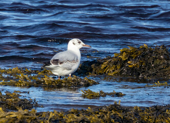 World's smallest gull, little gull, feeding at the side of the shoreline in the water and the seaweed in the sunshine 