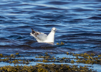 World's smallest gull, little gull, feeding at the side of the shoreline in the water and the seaweed in the sunshine 