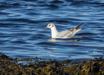 World's smallest gull, little gull, feeding at the side of the shoreline in the water and the seaweed in the sunshine 