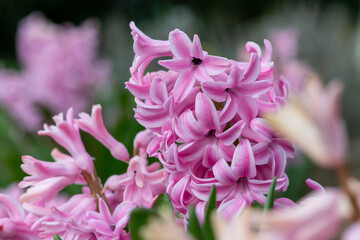 Common hyacinth (hyacinthus orientalis) flowers in bloom