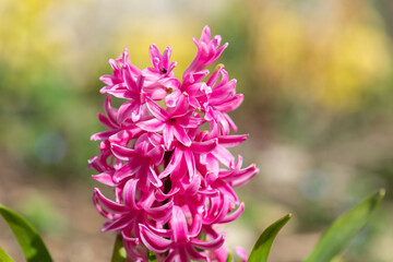 Close up of a pink hyacinth (hyacinthus orientalis) plant in bloom