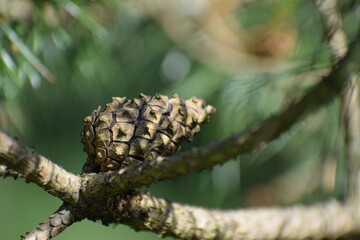 close up of a pine cone