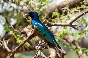 Superb Starling bird perched on a branch in Tarangire National Park, eating