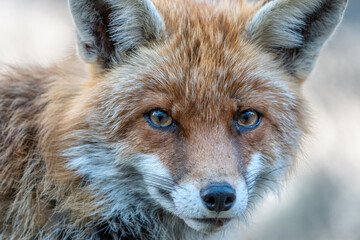 Portrait of a young Fox 