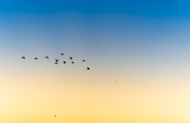 Blue to orange hues in sky with birds in flight