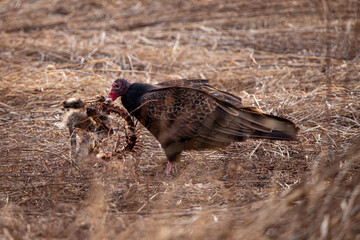 Turkey Vulture with Carrion