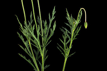 Green leaf and stem of poppy, lat. Papaver, isolated on black background