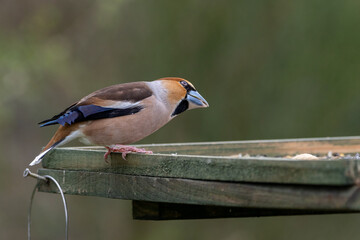 A beautiful, male Hawfinch (Coccothraustes coccothraustes) on a bird table.