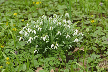 Galanthus plicatus, pleated snowdrop, species of flowering plant in family Amaryllidaceae. It is spring flowering bulbous herbaceous perennial