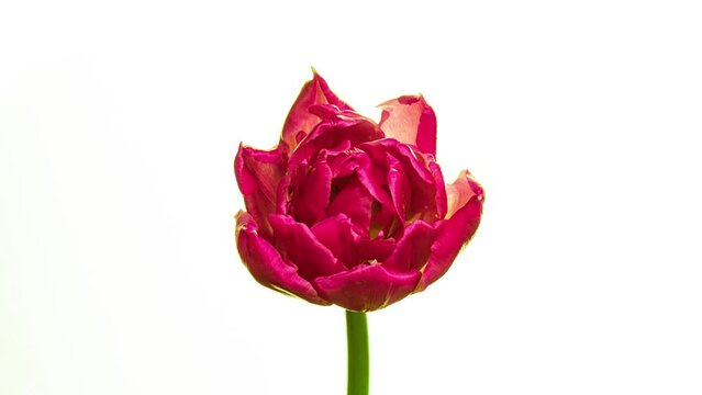 Timelapse of red tulip flower blooming on white background, Timelapse of red tulip flowers opening. Springtime. Mother's day, Holiday, Love, birthday, Easter. Viva Magenta.