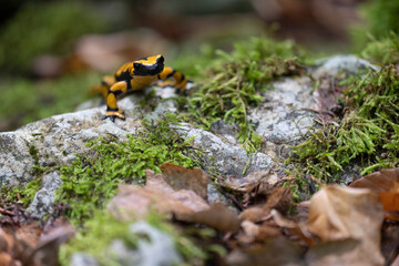 The fire salamander (Salamandra salamandra gigliolii).  A subspecies of salamadra that lives along the Italian Apennines.