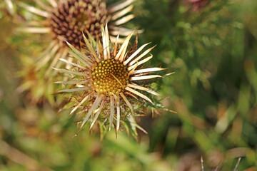 	
dried thistle flowers in winter	