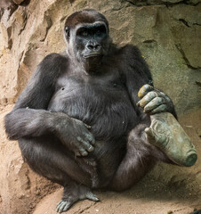 A gorilla sits against a brown wall holding its left foot up is looking at the camera. Its right hand is on its stomach.