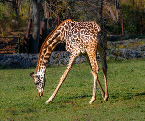 Naklejka na ściany i meble A baby giraffe is spreading its two front legs to reach the green grass it is eating.