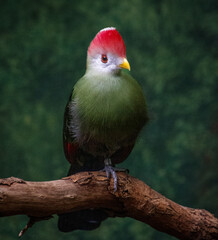 Red Crested Toroco sitting on a branch. The bird has green feathers, a white and red head and yellow beak. There is a dark green background.