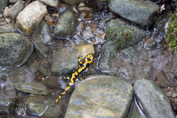 The fire salamander (Salamandra salamandra gigliolii).  A subspecies of salamadra that lives along the Italian Apennines.