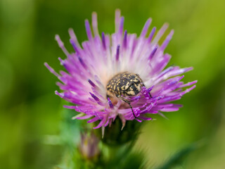 Obraz premium Escarabajo alimentandose.