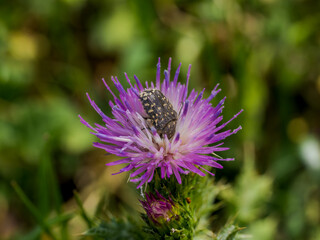 Escarabajo alimentándose 