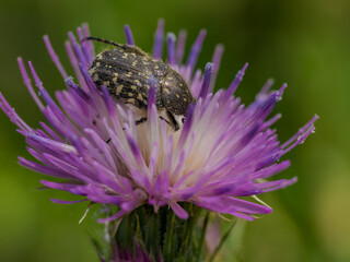 Macrofotografía de un insecto