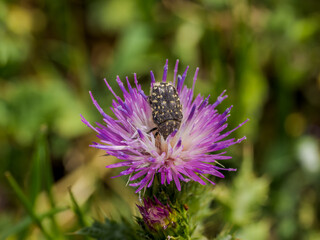 Escarabajo en la flor 