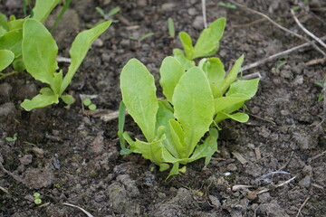 Ekologiczna uprawa sałaty w szklarni