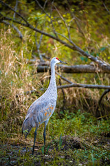 Bird in the woods