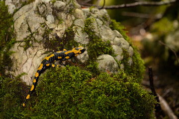 Obraz na płótnie Canvas The fire salamander (Salamandra salamandra gigliolii). A subspecies of salamadra that lives along the Italian Apennines.