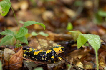 The fire salamander (Salamandra salamandra gigliolii).  A subspecies of salamadra that lives along the Italian Apennines.