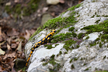 The fire salamander (Salamandra salamandra gigliolii).  A subspecies of salamadra that lives along the Italian Apennines.