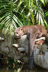 Close up sea otter webbed feet sleeping at tree trunk on Sandoval Lake with forest background. Endangered species sea otters. Selective focus.