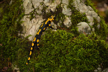 Obraz na płótnie Canvas The fire salamander (Salamandra salamandra gigliolii). A subspecies of salamadra that lives along the Italian Apennines.