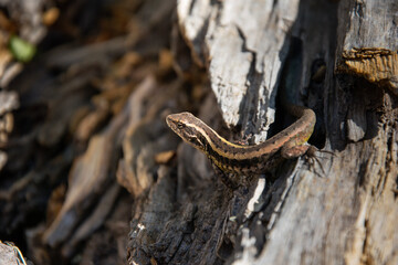 brown lizard sunbathing on a log