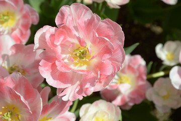 アンジェリケ　チューリップ