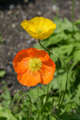 Obraz premium ケシの花