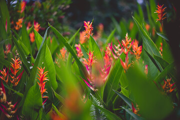 Tropical flowers