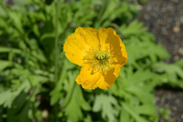 ケシの花