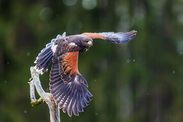 Harris's hawk (Parabuteo unicinctus) goes up in the air