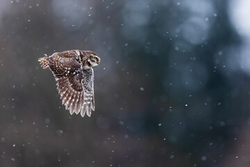 cute little owl (Athene noctua) flying through the countryside during a snowfall