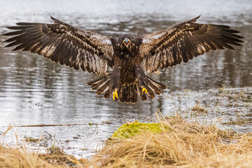 young bald eagle (Haliaeetus leucocephalus) lands on the shore of the lake