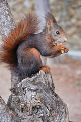 Naklejka na ściany i meble Squirrel in an Spanish park