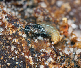 Dark-winged fungus gnat pupa (Sciaridae) and mites (various stages of development including many eggs) in potting soil.
