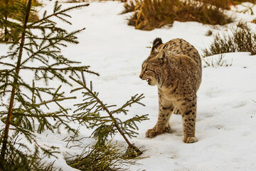 adult male Eurasian lynx (Lynx lynx) standing in the snow