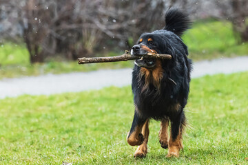 black and gold Hovie dog hovawart flips a stick