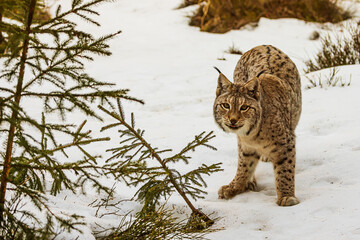 adult male Eurasian lynx (Lynx lynx)