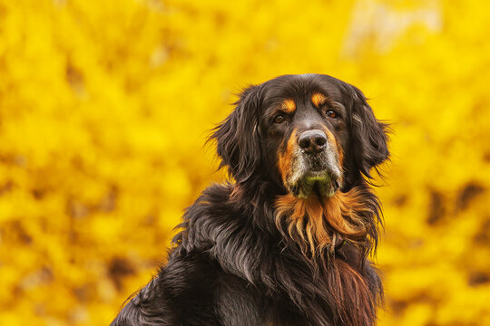 black and gold Hovie dog hovawart with a yellow background of flowers