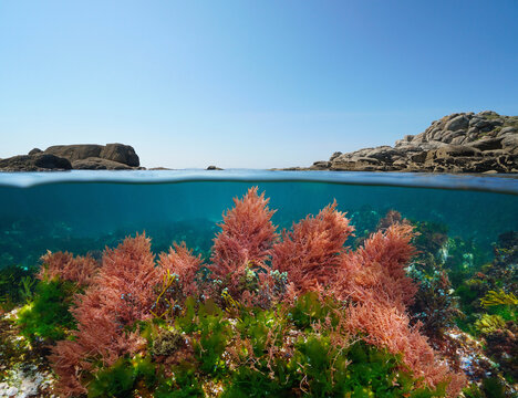 Ocean seascape, seaweed underwater and rock with blue sky, split level view over and under water surface, Eastern Atlantic, Spain, Galicia