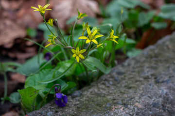a beautiful shot of a green forest with a yellow flowers