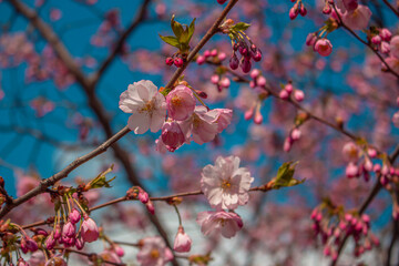 beautiful flowers of cherry tree in spring, sakura