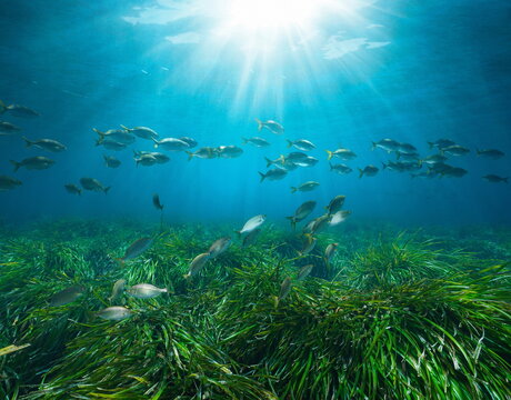 Seagrass with fish and sunlight underwater in the Mediterranean sea (Posidonia oceanica seagrass and Sarpa salpa fish), French riviera, France