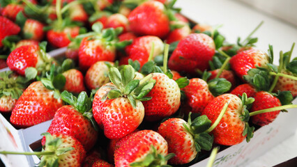 Fresh Strawberries in Trays on White Background
